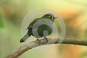 Grey-faced liocichla