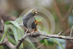 Grey-faced liocichla