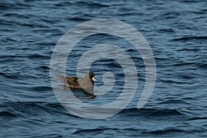 Grey-faced Petrel,great-winged petrel  (Pterodroma macroptera)  New Zealand