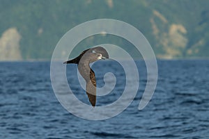 Grey-faced Petrel,great-winged petrel  (Pterodroma macroptera)  New Zealand