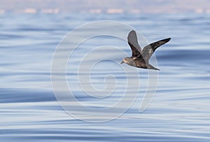 Grey-faced Petrel, Pterodroma gouldi