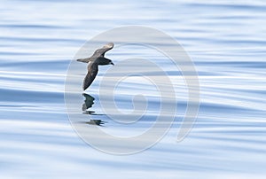 Grey-faced Petrel, Pterodroma gouldi