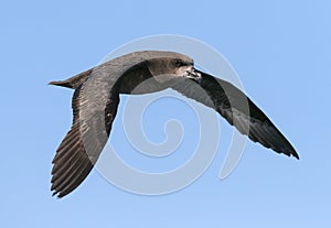 Grey-faced Petrel, Pterodroma gouldi