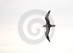 Grey-faced Petrel, Pterodroma gouldi