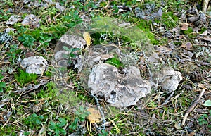 Grey falsebolete, Boletopsis grisea growing on the ground among moss in coniferous environment