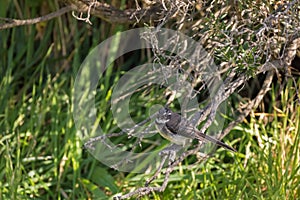 Grey Fantail insectivorous bird with white eye markings perching