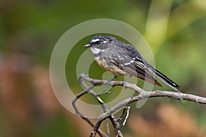 Grey Fantail - Rhipidura albiscapa - small insectivorous bird. It is a common fantail found in Australia except western desert ar