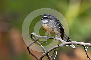 Grey Fantail - Rhipidura albiscapa - small insectivorous bird. It is a common fantail found in Australia except western desert ar