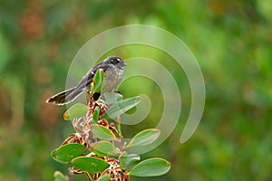 Grey Fantail - Rhipidura albiscapa - small insectivorous bird. It is a common fantail found in Australia except western desert ar