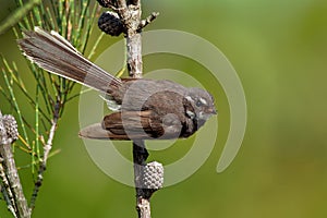 Grey Fantail - Rhipidura albiscapa - small insectivorous bird. It is a common fantail found in Australia except western desert ar