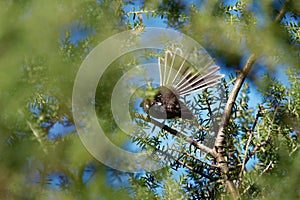 Grey Fantail - Rhipidura albiscapa - small insectivorous bird. It is a common fantail found in Australia except western desert ar