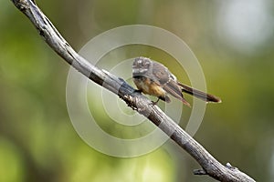 Grey Fantail - Rhipidura albiscapa - small insectivorous bird. It is a common fantail found in Australia except western desert ar