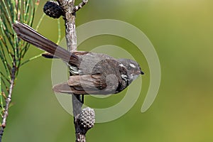 Grey Fantail - Rhipidura albiscapa - small insectivorous bird. It is a common fantail found in Australia except western desert ar