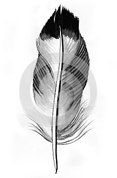 Grey feather