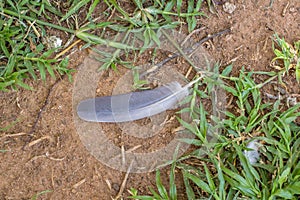 The grey feather from a dove