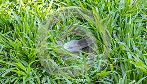 The grey feather from a dove