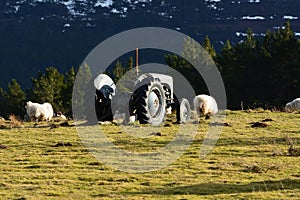 Grey Ferguson tractor and sheep photo