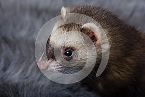 Grey ferret, ferret muzzle.