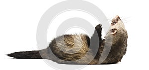 Grey ferret in full growth, isolated on white background