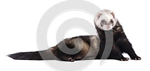 Grey ferret in full growth lies isolated