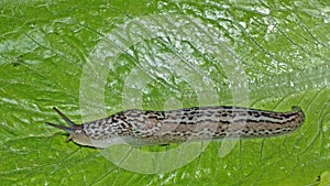 Grey field slug