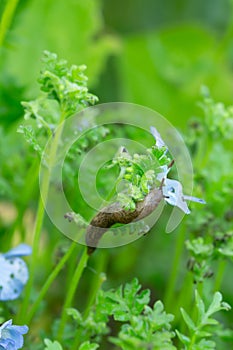 Grey field slug, Deroceras reticulatum feeding on plant