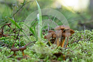 Grey field slugGroup of funnel chantrelle, Craterellus tubaeformis growing among mossDeroceras reticulatum feeding on plant photo