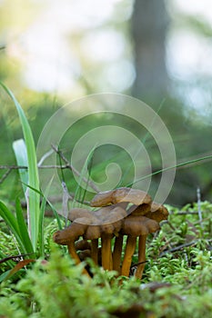 Grey field slugGroup of funnel chantrelle, Craterellus tubaeformis growing among mossDeroceras reticulatum feeding on plant photo
