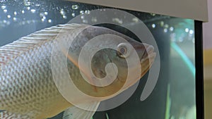 Grey fish swimming around in aquarium: close up