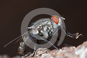 A grey flesh fly