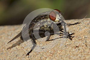 Grey Flesh fly (Sarcophaga aurifrons)