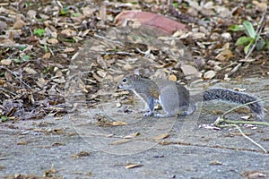 Grey florida squirrel