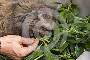 Grey fluffy cat eating plants