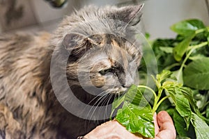 Grey fluffy cat eating plants