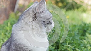 Grey fluffy cat sitting in green grass and observing environment, cat walking outdoors, pet hunting on spring nature, moving ears