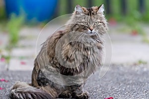 Grey fluffy cat sitting on the road