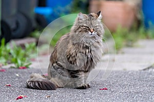 Grey fluffy cat sitting on the road