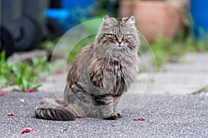 Grey fluffy cat sitting on the road