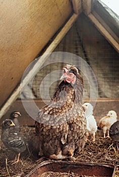 Grey fluffy mother hen with her offspring colorful chickens in the coop, funny Pets in the pen