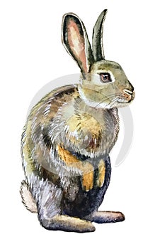 Grey fluffy rabbit with brown eye
