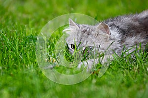 Grey fluffy silly face cat hunting in grass chasing toy