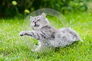 Grey fluffy silly face cat hunting in grass chasing toy