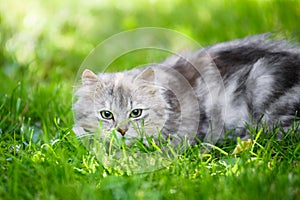 Grey fluffy silly face cat hunting in grass chasing toy