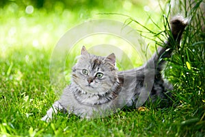 Grey fluffy silly face cat hunting in grass chasing toy
