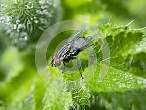 Grey fly with the Latin name Sarcophagidae on a green leaf
