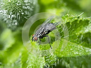 Grey fly with the Latin name Sarcophagidae on a green leaf photo