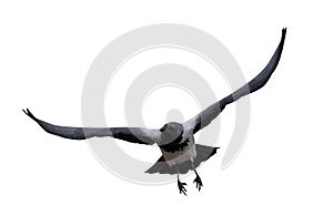 Grey flying crow with large black wings