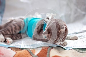 A grey fold-eared cat lies in a veterinary blanket after surgery