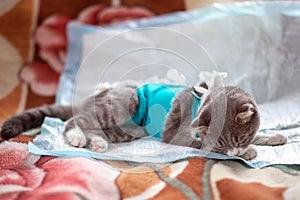 A grey fold-eared cat lies in a veterinary blanket after surgery