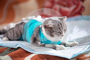 A grey fold-eared cat lies in a veterinary blanket after surgery